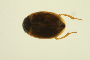  ( - BIOUG01006-H03)  @12 [ ] CreativeCommons - Attribution (2010) Centre for Biodiversity Genomics Centre for Biodiversity Genomics