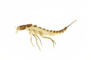  ( - BIOUG01007-A11)  @12 [ ] CreativeCommons - Attribution (2010) Centre for Biodiversity Genomics Centre for Biodiversity Genomics