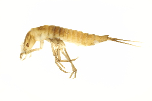  ( - BIOUG01007-B04)  @12 [ ] CreativeCommons - Attribution (2010) Centre for Biodiversity Genomics Centre for Biodiversity Genomics