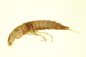  ( - BIOUG01007-D04)  @12 [ ] CreativeCommons - Attribution (2010) Centre for Biodiversity Genomics Centre for Biodiversity Genomics