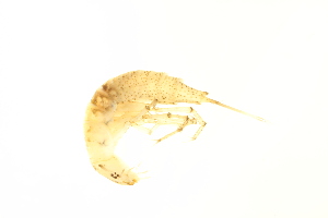  ( - BIOUG01010-F07)  @12 [ ] CreativeCommons - Attribution (2010) Centre for Biodiversity Genomics Centre for Biodiversity Genomics