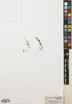  (Elodea callitrichoides - BGE_00274_H06)  @11 [ ] CC BY 4.0 (2018) Unspecified Royal Botanic Garden, Edinburgh