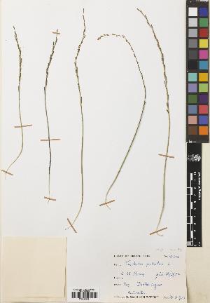  (Triglochin palustris - BGE_00275_H06)  @11 [ ] CC BY 4.0 (2018) Unspecified Royal Botanic Garden, Edinburgh