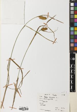  (Carex vesicaria - BGE_00274_A06)  @11 [ ] CC BY 4.0 (2018) Unspecified Royal Botanic Garden, Edinburgh