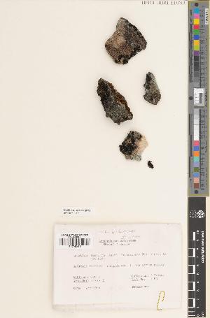  ( - BGE_00272_A11)  @11 [ ] CC BY 4.0 (2018) Unspecified Royal Botanic Garden, Edinburgh