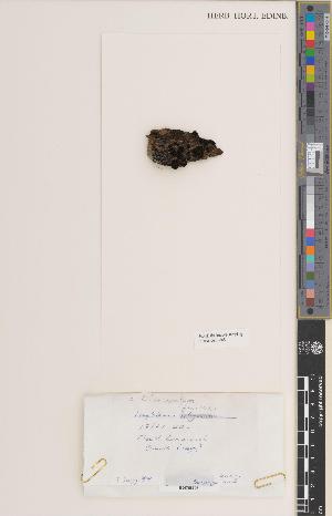  ( - BGE_00272_C02)  @11 [ ] CC BY 4.0 (2018) Unspecified Royal Botanic Garden, Edinburgh