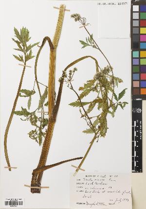  (Cicuta virosa - BGE_00271_C12)  @11 [ ] CC BY 4.0 (2018) Unspecified Royal Botanic Garden, Edinburgh