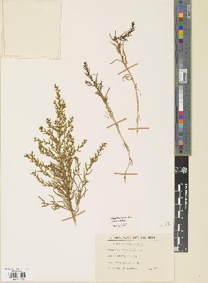  (Suaeda maritima - BGE_00271_D05)  @11 [ ] CC BY 4.0 (2018) Unspecified Royal Botanic Garden, Edinburgh