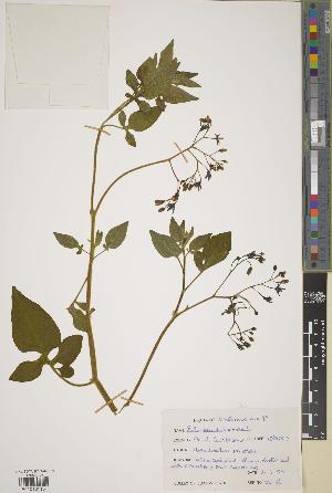  (Solanum dulcamara - BGE_00278_D02)  @11 [ ] CC BY 4.0 (2018) Unspecified Royal Botanic Garden, Edinburgh