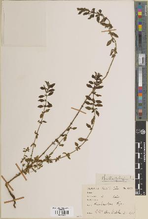  (Mentha pulegium - BGE_00275_G03)  @11 [ ] CC BY 4.0 (2018) Unspecified Royal Botanic Garden, Edinburgh