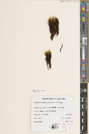  (Dicranodontium - BGE_00282_A11)  @11 [ ] CC BY 4.0 (2018) Unspecified Royal Botanic Garden, Edinburgh