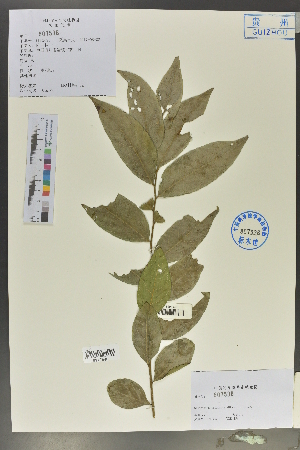  (Glochidion triandrum - Ge02012)  @11 [ ] CreativeCommons  Attribution Non-Commercial Share-Alike  Unspecified Herbarium of South China Botanical Garden
