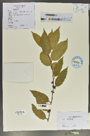  ( - Ge02017)  @11 [ ] CreativeCommons  Attribution Non-Commercial Share-Alike  Unspecified Herbarium of South China Botanical Garden