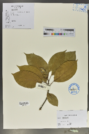  ( - Ge02021)  @11 [ ] CreativeCommons  Attribution Non-Commercial Share-Alike  Unspecified Herbarium of South China Botanical Garden