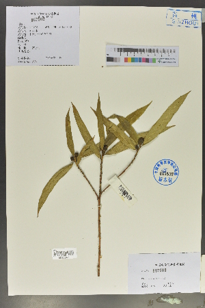  ( - Ge02022)  @11 [ ] CreativeCommons  Attribution Non-Commercial Share-Alike  Unspecified Herbarium of South China Botanical Garden