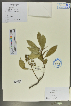  (Stachyuraceae - Ge02025)  @11 [ ] CreativeCommons  Attribution Non-Commercial Share-Alike  Unspecified Herbarium of South China Botanical Garden