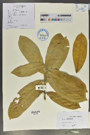  ( - Ge02026)  @11 [ ] CreativeCommons  Attribution Non-Commercial Share-Alike  Unspecified Herbarium of South China Botanical Garden
