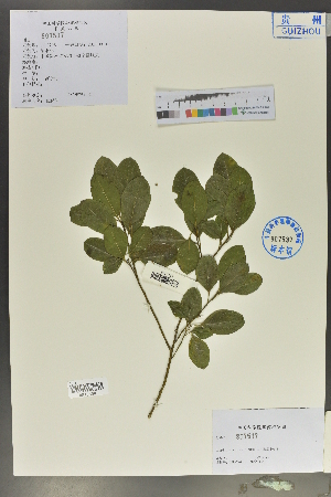  (Tirpitzia sinensis - Ge02031)  @11 [ ] CreativeCommons  Attribution Non-Commercial Share-Alike  Unspecified Herbarium of South China Botanical Garden