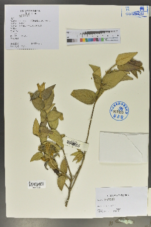  (Brandisia - Ge02033)  @11 [ ] CreativeCommons  Attribution Non-Commercial Share-Alike  Unspecified Herbarium of South China Botanical Garden