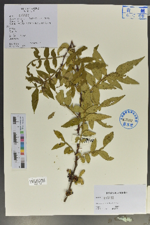  (Zanthoxylum - Ge02040)  @11 [ ] CreativeCommons  Attribution Non-Commercial Share-Alike  Unspecified Herbarium of South China Botanical Garden