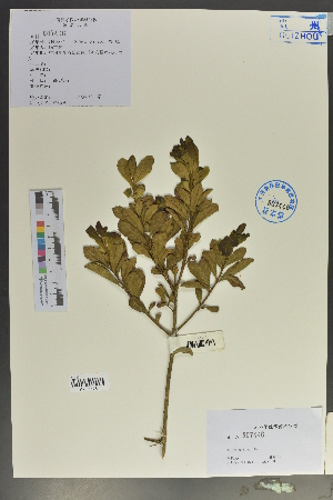 (Myrica nana - Ge02041)  @11 [ ] CreativeCommons  Attribution Non-Commercial Share-Alike  Unspecified Herbarium of South China Botanical Garden