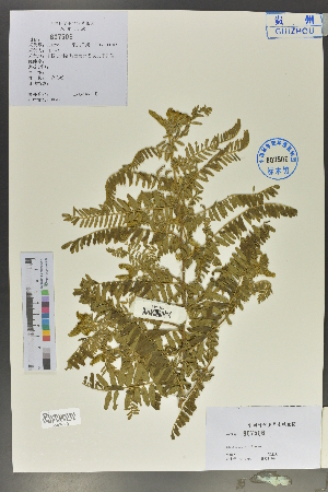  ( - Ge02043)  @11 [ ] CreativeCommons  Attribution Non-Commercial Share-Alike  Unspecified Herbarium of South China Botanical Garden