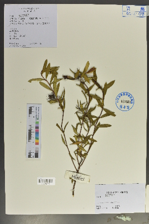  (Hypericum lagarocladum var. angustifolium - Ge02046)  @11 [ ] CreativeCommons  Attribution Non-Commercial Share-Alike  Unspecified Herbarium of South China Botanical Garden