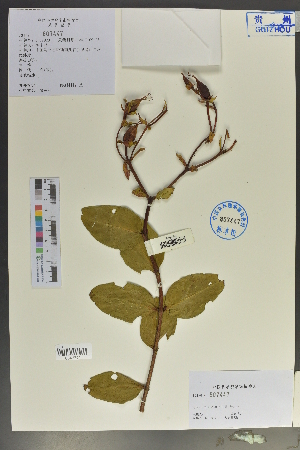  (Hypericum augustinii - Ge02048)  @11 [ ] CreativeCommons  Attribution Non-Commercial Share-Alike  Unspecified Herbarium of South China Botanical Garden