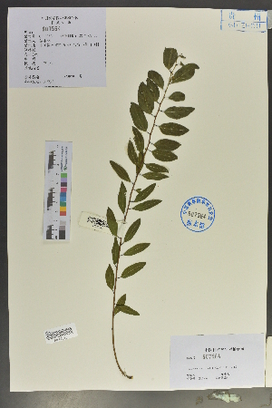  (Leptopus clarkei - Ge02049)  @11 [ ] CreativeCommons  Attribution Non-Commercial Share-Alike  Unspecified Herbarium of South China Botanical Garden