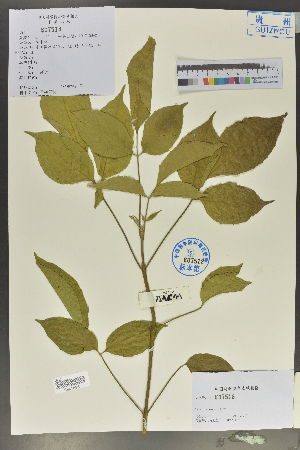  ( - Ge02052)  @11 [ ] CreativeCommons  Attribution Non-Commercial Share-Alike  Unspecified Herbarium of South China Botanical Garden