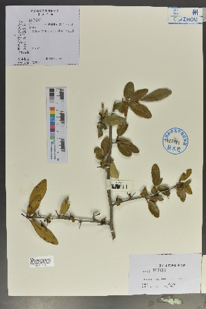  (Pyracantha atalantioides - Ge02053)  @11 [ ] CreativeCommons  Attribution Non-Commercial Share-Alike  Unspecified Herbarium of South China Botanical Garden