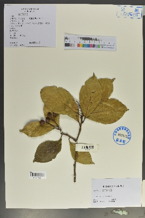  (Sorbus megalocarpa - Ge02057)  @11 [ ] CreativeCommons  Attribution Non-Commercial Share-Alike  Unspecified Herbarium of South China Botanical Garden
