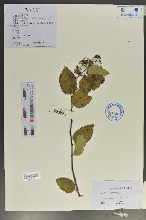  (Spiraea kweichowensis - Ge02065)  @11 [ ] CreativeCommons  Attribution Non-Commercial Share-Alike  Unspecified Herbarium of South China Botanical Garden