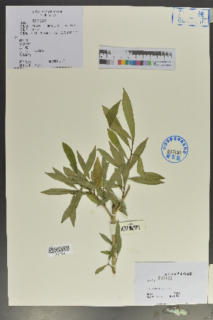  (Ilex metabaptista - Ge02069)  @11 [ ] CreativeCommons  Attribution Non-Commercial Share-Alike  Unspecified Herbarium of South China Botanical Garden