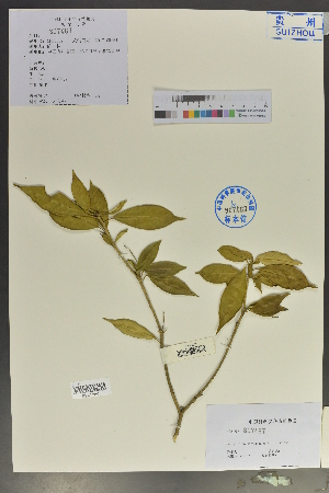  ( - Ge02073)  @11 [ ] CreativeCommons  Attribution Non-Commercial Share-Alike  Unspecified Herbarium of South China Botanical Garden