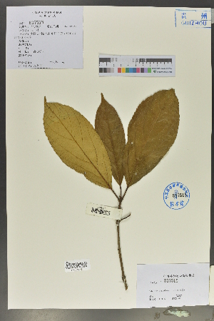  ( - Ge02077)  @11 [ ] CreativeCommons  Attribution Non-Commercial Share-Alike  Unspecified Herbarium of South China Botanical Garden