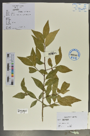  (Myrsine semiserrata - Ge02080)  @11 [ ] CreativeCommons  Attribution Non-Commercial Share-Alike  Unspecified Herbarium of South China Botanical Garden