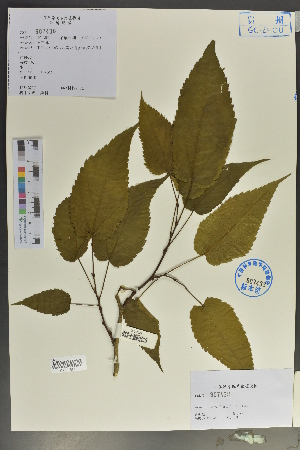  (Morus mongolica - Ge02092)  @11 [ ] CreativeCommons  Attribution Non-Commercial Share-Alike  Unspecified Herbarium of South China Botanical Garden