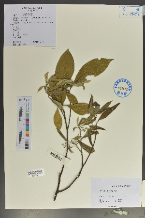  (Phoebe hui - Ge02093)  @11 [ ] CreativeCommons  Attribution Non-Commercial Share-Alike  Unspecified Herbarium of South China Botanical Garden