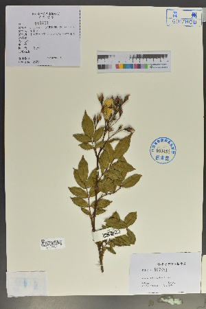  ( - Ge02094)  @11 [ ] CreativeCommons  Attribution Non-Commercial Share-Alike  Unspecified Herbarium of South China Botanical Garden