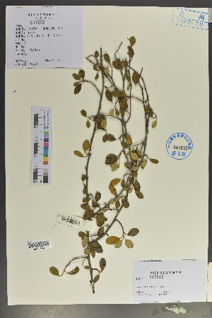  ( - Ge02097)  @11 [ ] CreativeCommons  Attribution Non-Commercial Share-Alike  Unspecified Herbarium of South China Botanical Garden