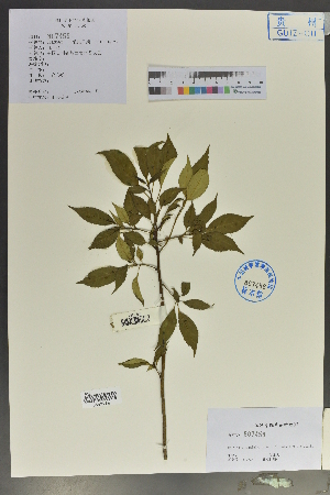  ( - Ge02098)  @11 [ ] CreativeCommons  Attribution Non-Commercial Share-Alike  Unspecified Herbarium of South China Botanical Garden
