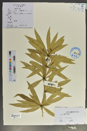 (Berberis julianae - Ge02102)  @11 [ ] CreativeCommons  Attribution Non-Commercial Share-Alike  Unspecified Herbarium of South China Botanical Garden