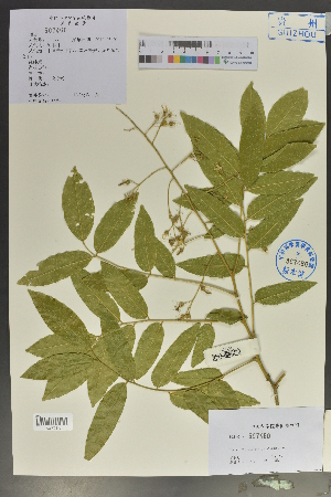  (Cladrastis - Ge02104)  @11 [ ] CreativeCommons  Attribution Non-Commercial Share-Alike  Unspecified Herbarium of South China Botanical Garden