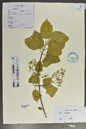  (Premna puberula var. bodinieri - Ge02105)  @11 [ ] CreativeCommons  Attribution Non-Commercial Share-Alike  Unspecified Herbarium of South China Botanical Garden