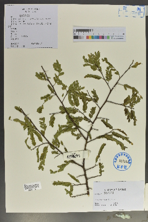  (Dalbergia stenophylla - Ge02110)  @11 [ ] CreativeCommons  Attribution Non-Commercial Share-Alike  Unspecified Herbarium of South China Botanical Garden