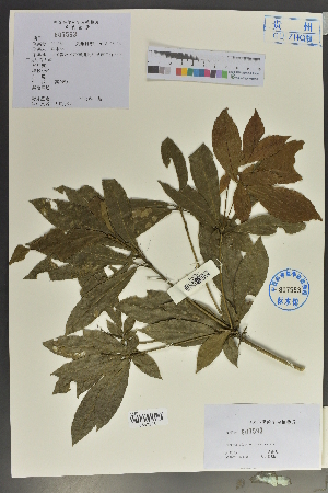  ( - Ge02113)  @11 [ ] CreativeCommons  Attribution Non-Commercial Share-Alike  Unspecified Herbarium of South China Botanical Garden