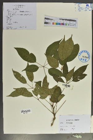  (Brassaiopsis kwangsiensis - Ge02114)  @11 [ ] CreativeCommons  Attribution Non-Commercial Share-Alike  Unspecified Herbarium of South China Botanical Garden