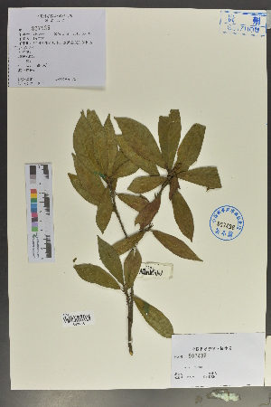 ( - Ge02118)  @11 [ ] CreativeCommons  Attribution Non-Commercial Share-Alike  Unspecified Herbarium of South China Botanical Garden