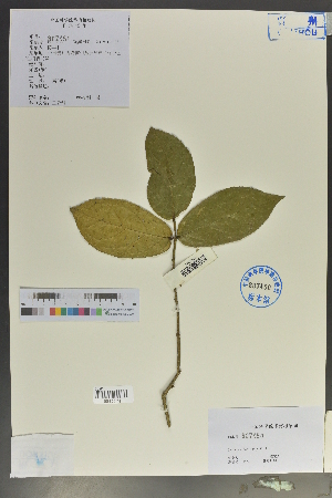  (Celastrales - Ge02123)  @11 [ ] CreativeCommons  Attribution Non-Commercial Share-Alike  Unspecified Herbarium of South China Botanical Garden